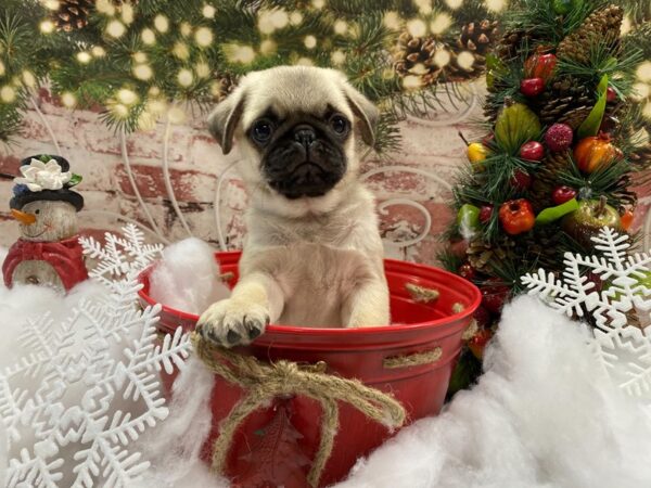 Pug-DOG-Male-Fawn-13603-Petland Pickerington, Ohio