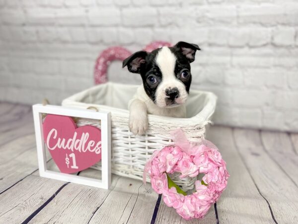 Boston Terrier-DOG-Male-Black / White-13620-Petland Pickerington, Ohio