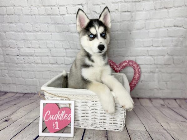Siberian Husky-DOG-Male-Gray / White-13610-Petland Pickerington, Ohio