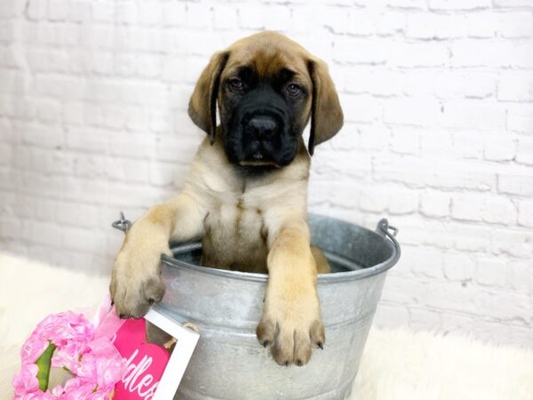 English Mastiff-DOG-Female-Fawn-13632-Petland Pickerington