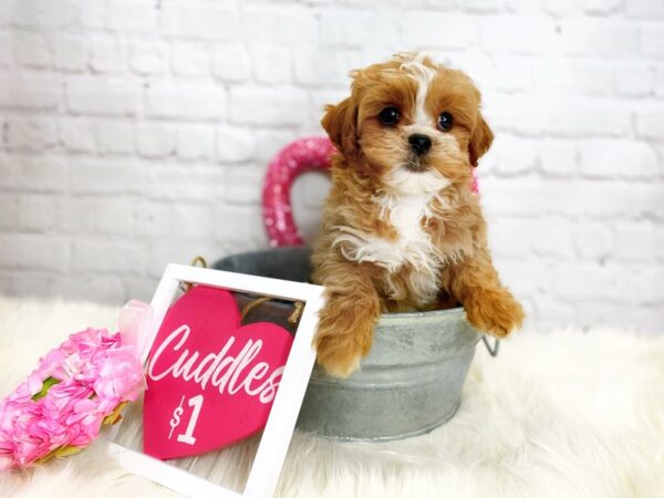 Shihpoo-DOG-Male-Red-13621-Petland Pickerington, Ohio