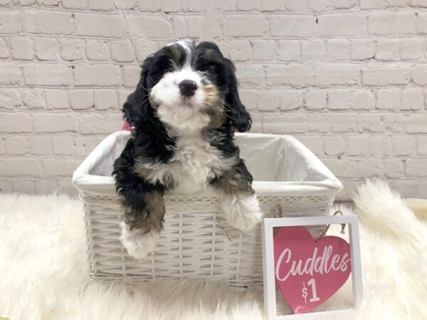Mini Bernadoodle-DOG-Male-Tri-13659-Petland Pickerington