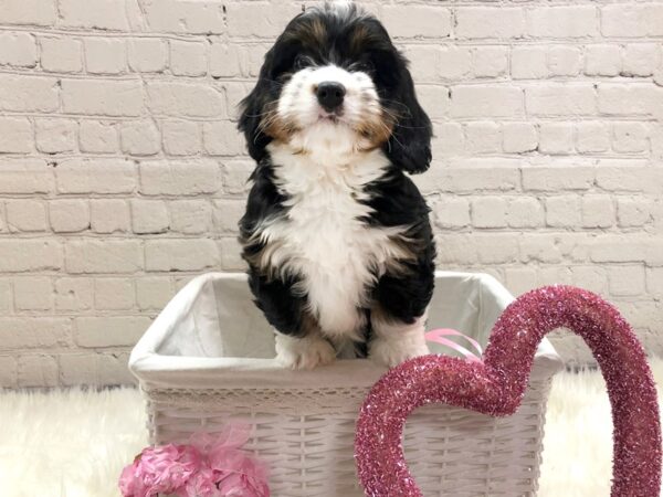 Mini Bernadoodle-DOG-Female-Tri-13665-Petland Pickerington