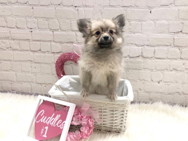 Pomeranian-DOG-Female-Orange Sable-13670-Petland Pickerington, Ohio