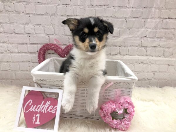 Pembroke Welsh Corgi-DOG-Female-Black White / Tan-13686-Petland Pickerington, Ohio