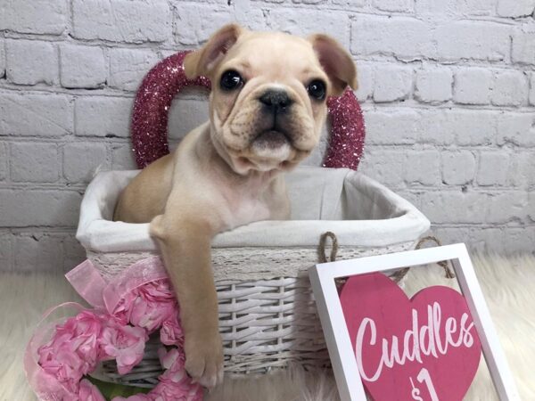 French Bulldog-DOG-Male-Cream-13699-Petland Pickerington, Ohio