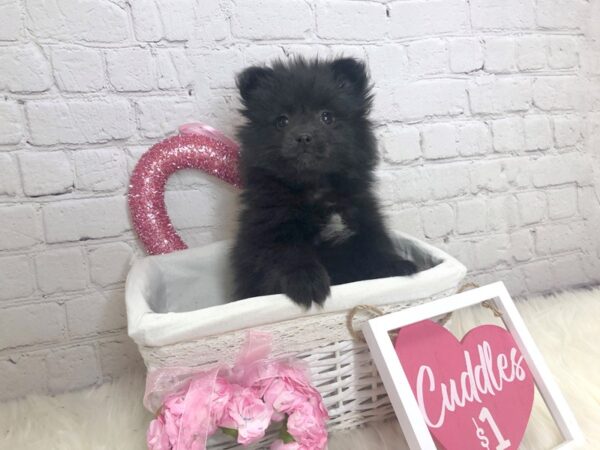 Pomeranian-DOG-Female-Black-13701-Petland Pickerington, Ohio