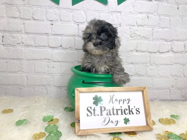 Shihpoo-DOG-Male-Black and grey-13721-Petland Pickerington, Ohio