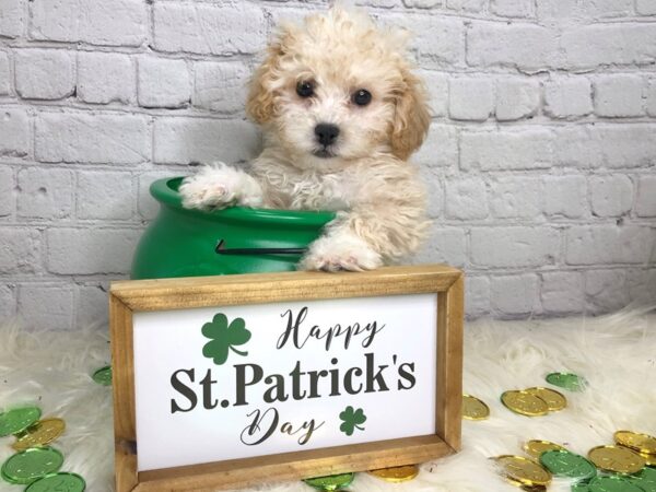 Shihpoo-DOG-Male-Apricot-13703-Petland Pickerington, Ohio