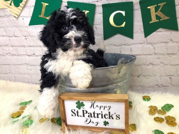 Mini Bernadoodle-DOG-Male-Tri-13734-Petland Pickerington