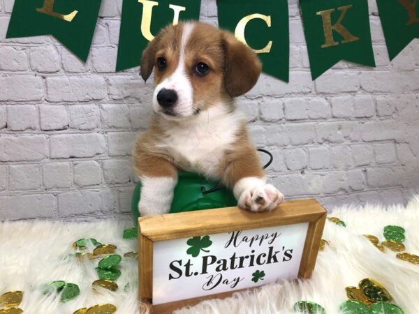 Pembroke Welsh Corgi-DOG-Male-Sable / White-13728-Petland Pickerington, Ohio