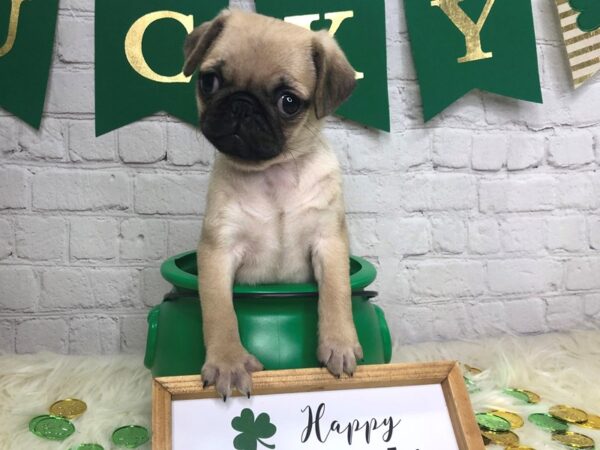 Pug-DOG-Female-Fawn-13749-Petland Pickerington, Ohio