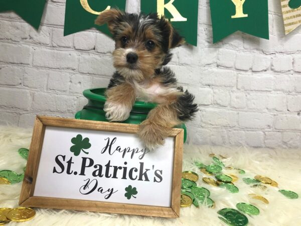 Yorkshire Terrier-DOG-Male-Black / Tan-13750-Petland Pickerington, Ohio