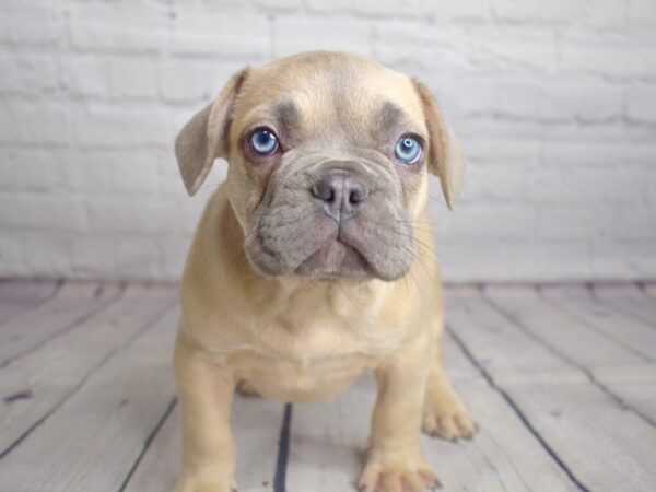 French Bulldog-DOG-Male--13760-Petland Pickerington, Ohio