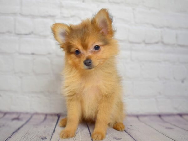 Pomeranian-DOG-Male-Red Sable-13761-Petland Pickerington, Ohio