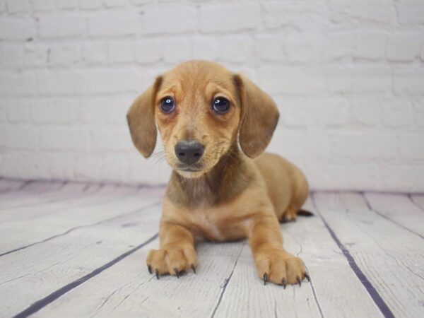 Dachshund-DOG-Female-Red-13772-Petland Pickerington, Ohio