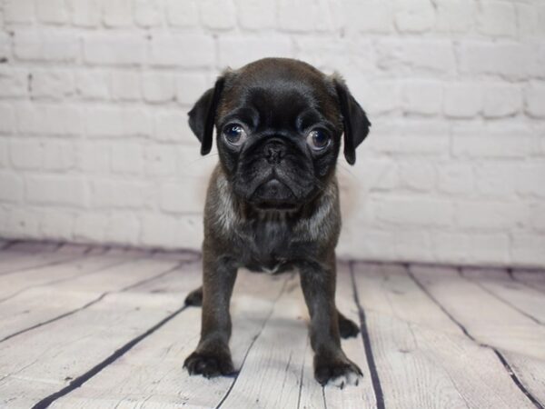 Pug-DOG-Female-Silver sable-13773-Petland Pickerington, Ohio