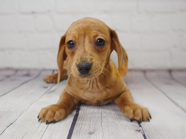 Dachshund-DOG-Male-Red-13782-Petland Pickerington, Ohio