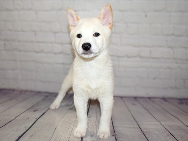 Shiba Inu-DOG-Male-Cream-13795-Petland Pickerington, Ohio
