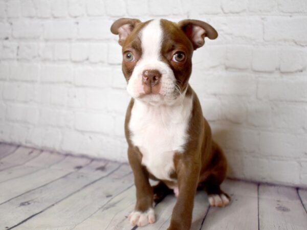 Boston Terrier-DOG-Male-Seal / White-13791-Petland Pickerington, Ohio