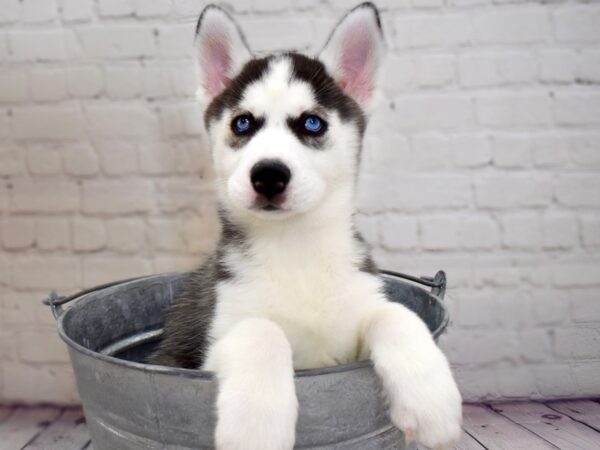 Siberian Husky-DOG-Female-Black / White-13788-Petland Pickerington, Ohio