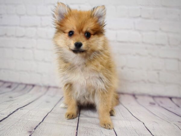 Pomeranian-DOG-Female-Cream Sable-13808-Petland Pickerington, Ohio