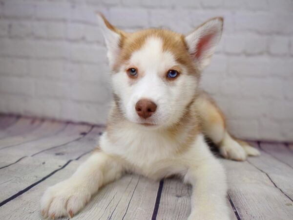 Siberian Husky-DOG-Male-Red / White-13802-Petland Pickerington, Ohio