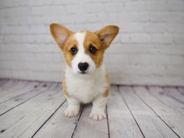 Pembroke Welsh Corgi-DOG-Male-Sable / White-13800-Petland Pickerington, Ohio