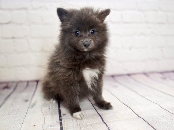 Pomeranian-DOG-Female-Blue-13827-Petland Pickerington, Ohio