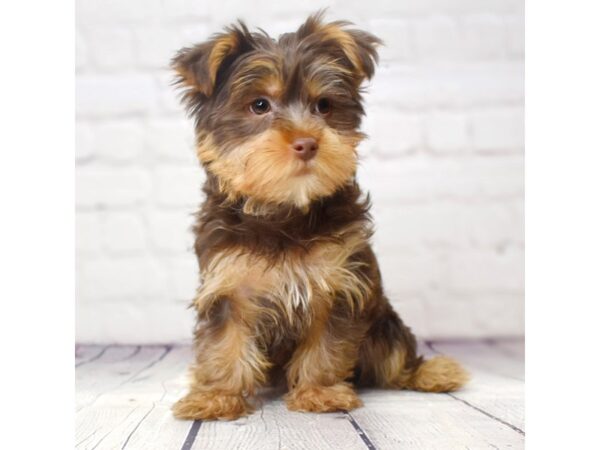 Yorkshire Terrier-DOG-Female-Chocolate & tan-13830-Petland Pickerington, Ohio