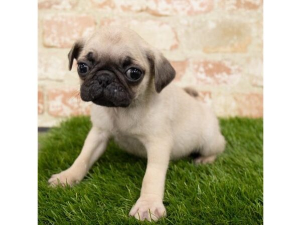 Pug-DOG-Female-Fawn-13841-Petland Pickerington, Ohio