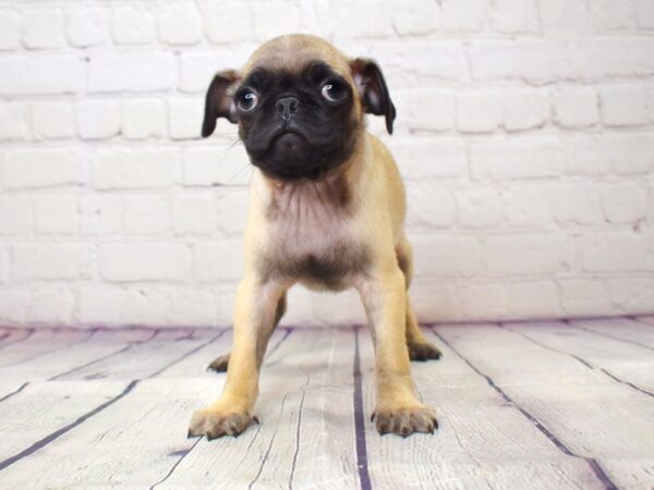 Pug-DOG-Male-Fawn-13851-Petland Pickerington, Ohio