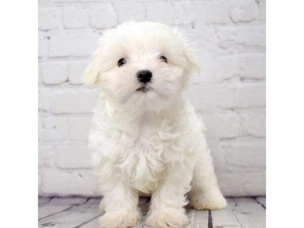 Maltese-DOG-Male-White-13839-Petland Pickerington, Ohio