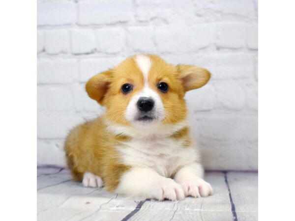 Pembroke Welsh Corgi-DOG-Male-Red White / Sable-13840-Petland Pickerington, Ohio