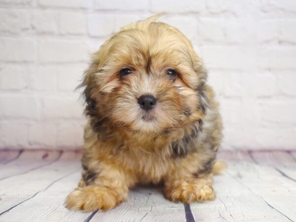 Shihpoo-DOG-Male-Gold-13856-Petland Pickerington, Ohio