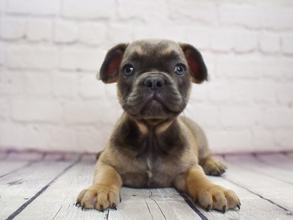French Bulldog-DOG-Male-Blue-13847-Petland Pickerington, Ohio