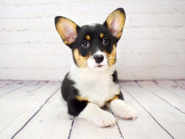 Pembroke Welsh Corgi-DOG-Female-Black White / Tan-13877-Petland Pickerington, Ohio