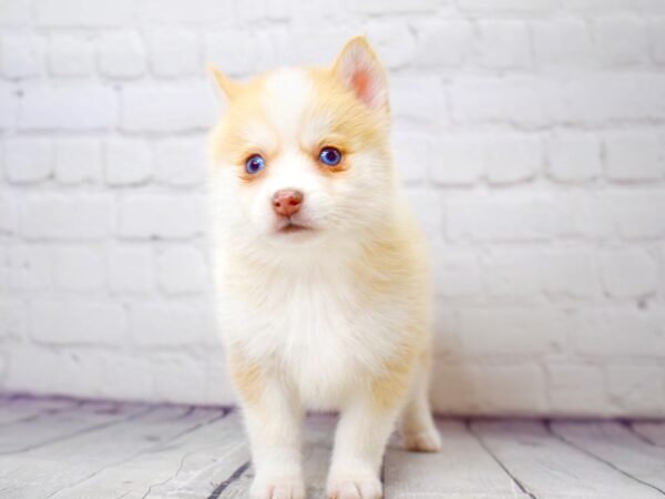 Pomsky-DOG-Female-Fawn & white-13881-Petland Pickerington, Ohio