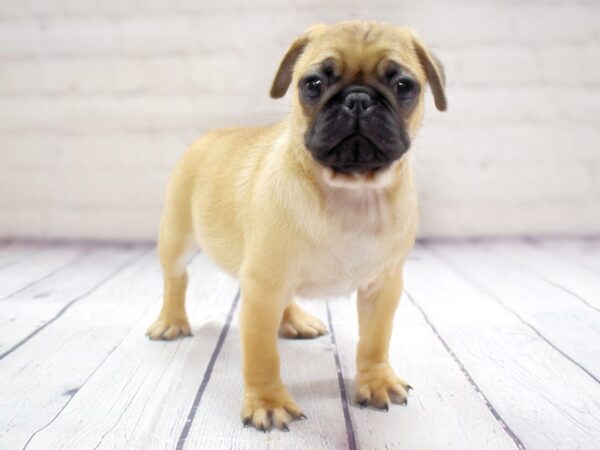 Pug-DOG-Male-Fawn-13884-Petland Pickerington, Ohio