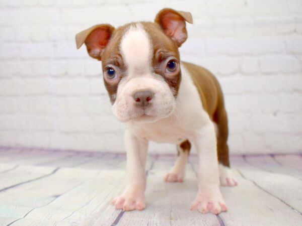 Boston Terrier-DOG-Male-Seal / White-13886-Petland Pickerington, Ohio