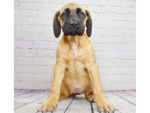 English Mastiff-DOG-Female-Fawn-13898-Petland Pickerington