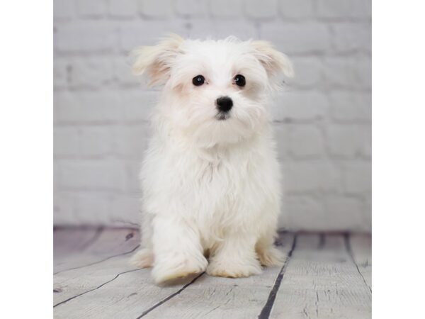 Maltese-DOG-Female-White-13889-Petland Pickerington, Ohio