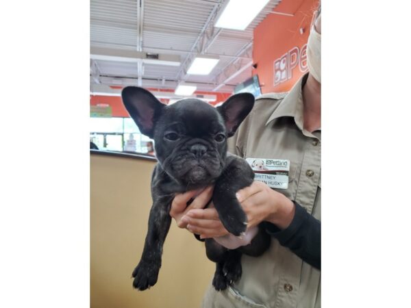 French Bulldog-DOG-Female-Brindle-13876-Petland Pickerington, Ohio