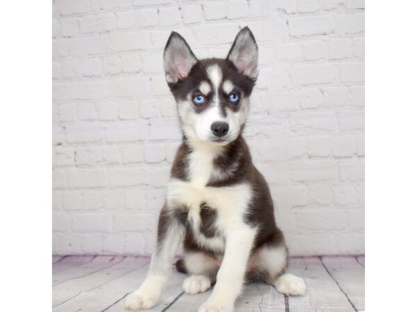 Pomsky-DOG-Female-Black-13908-Petland Pickerington, Ohio