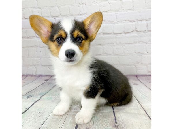 Pembroke Welsh Corgi-DOG-Female-Tri-13929-Petland Pickerington, Ohio