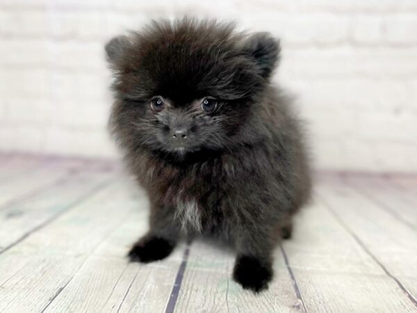 Pomeranian-DOG-Male-Black-13953-Petland Pickerington, Ohio
