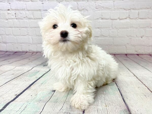 Maltese-DOG-Male-White-13941-Petland Pickerington, Ohio