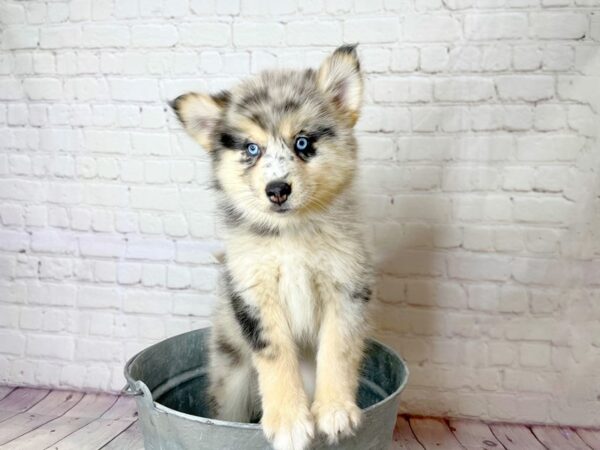 Pomsky-DOG-Male-Blue & tan, merle markings-13975-Petland Pickerington, Ohio