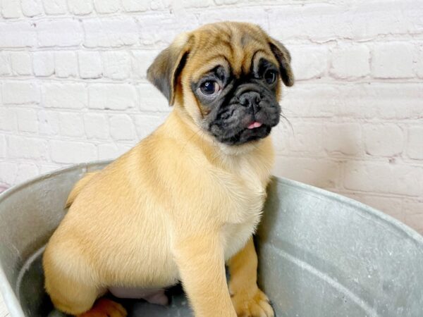 Pug-DOG-Male-Apricot Fawn-13961-Petland Pickerington, Ohio
