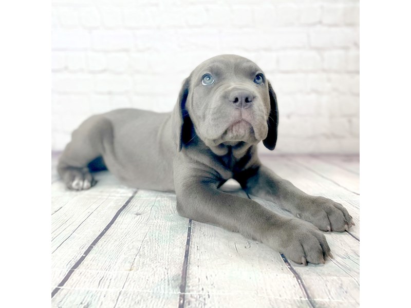 Cane Corso Puppies Breed Info Petland Pickerington, Ohio